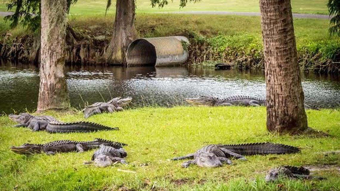 10 things gardeners should be thankful for in Western Washington