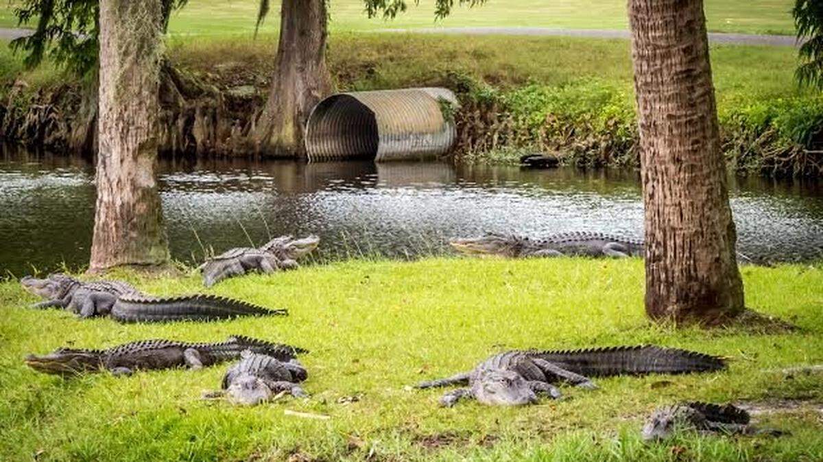 Mary Alice Tartler of South Carolina submitted this photo of seven gators sunning by a lagoon in her backyard.