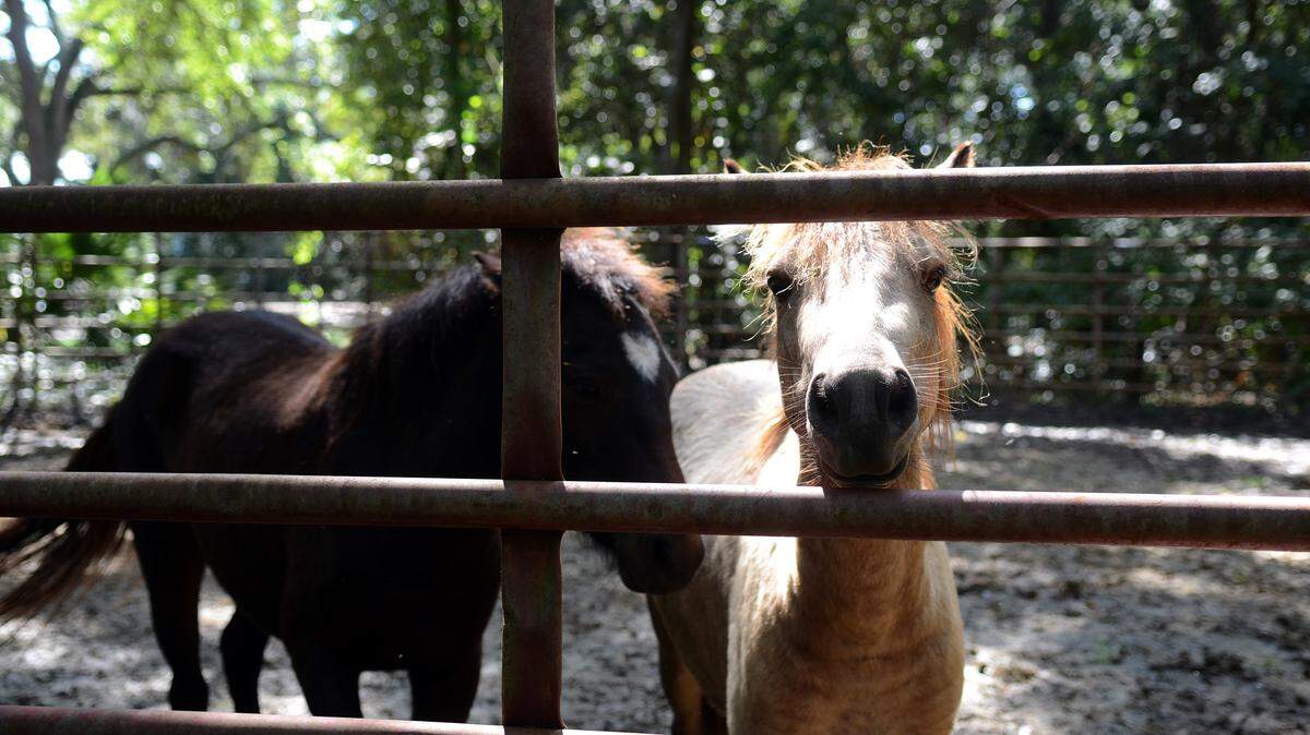 The male marsh pony pokes his nose through the fence of the corral on Wednesday afternoon at Camelot Farms Equestrian Center on St. Helena Island.