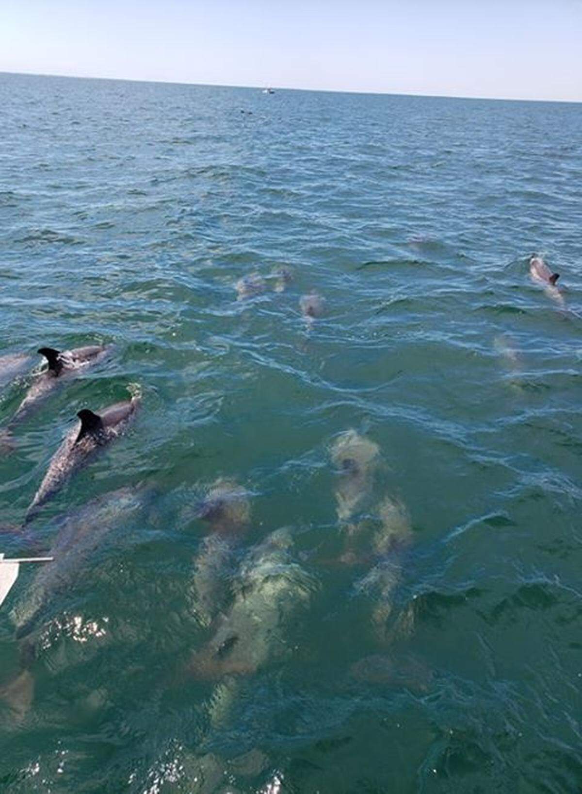 Dolphins spotted about 10 miles off the coast of Hilton Head Island.