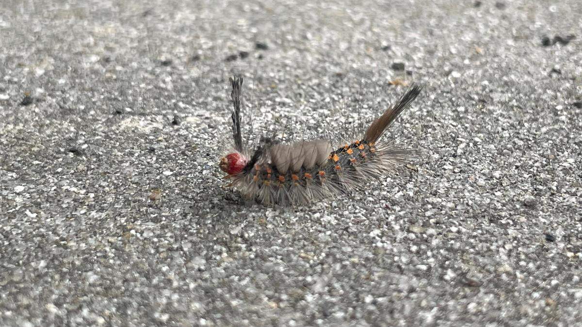 A live oak tussock moth caterpillar.