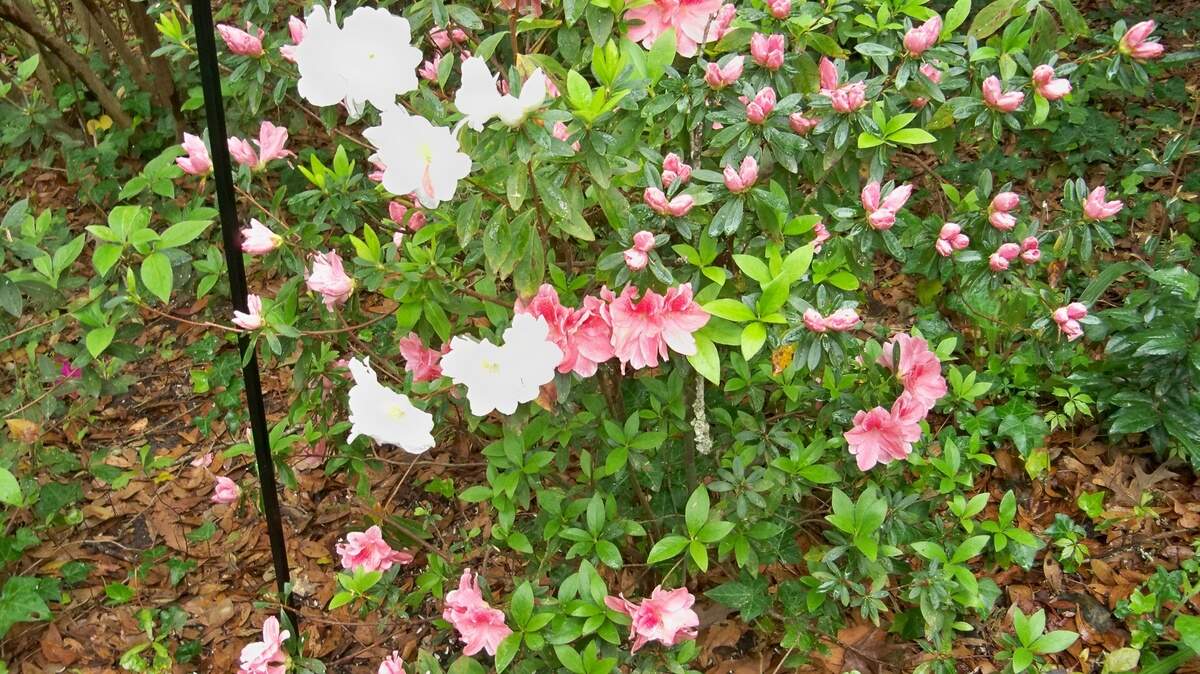 This photo dwarf azalea is flowering with red blossoms on the bottom branches and white flowers on the top