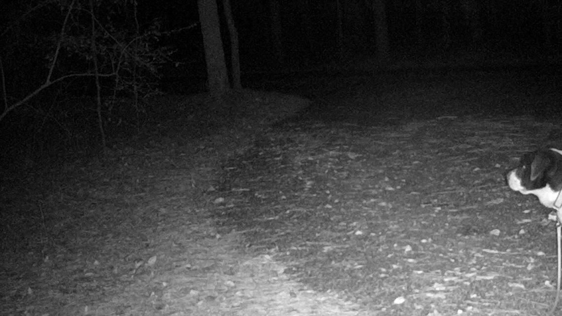 Finn's extraordinary adventure: Day trip to Bluffton turns into dog owner's worst nightmare