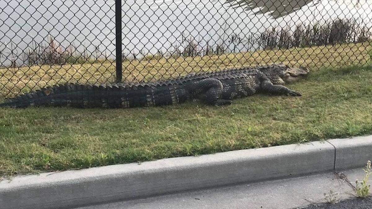 May River High School parents may have seen a 9-foot alligator during morning drop-off Tuesday, May 8, 2018.