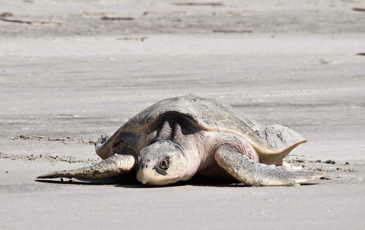 A Kemp’s Ridley sea turtle makes her way to the dunes to nest on Hilton Head Island on April 26, 2019 around 10:30 a.m.