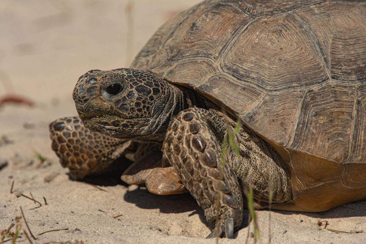 3,800 acres purchased by The Open Space Institute are home to the largest gopher tortoise colony in the state.