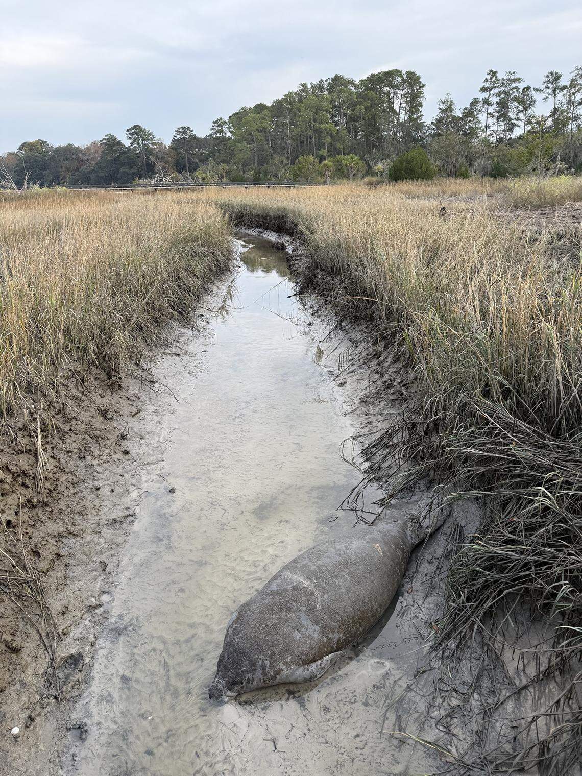 A manatee was spotted on Nov. 22 at Crescent Pointe Golf Club in Bluffton, sparking a swift response from staff, community members, the Beaufort County Sheriff’s Office, and the South Carolina Department of Natural Resources.