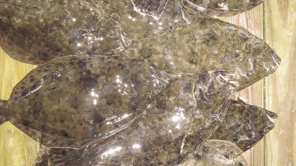 Flounder are masters of camouflage.   