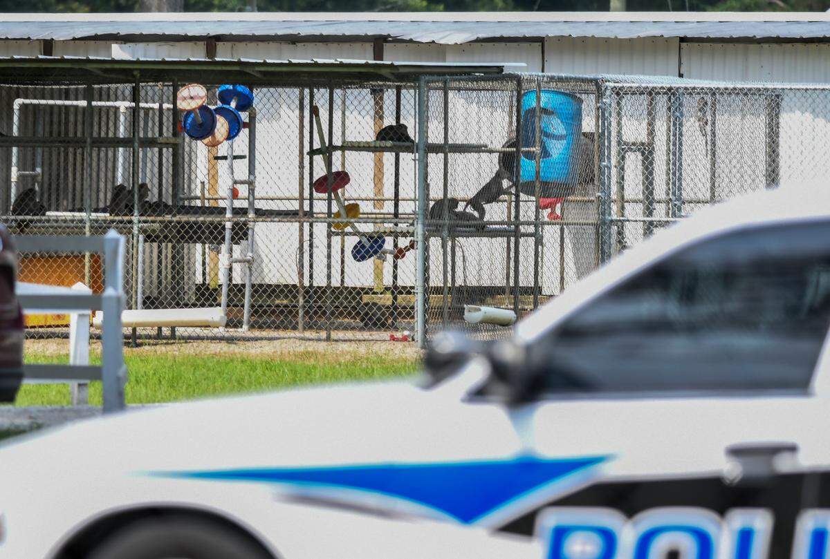 A number of monkeys are seen in an outdoor enclosure as an officer with the Yemassee Police Department arrives at Alpha Genesis on Wednesday, July 15, 2020 after an employee saw an Island Packet photographer taking photos. The Beaufort County facility located along Castle Hall Road was recently awarded a $4.6 million coronavirus-related federal contract.