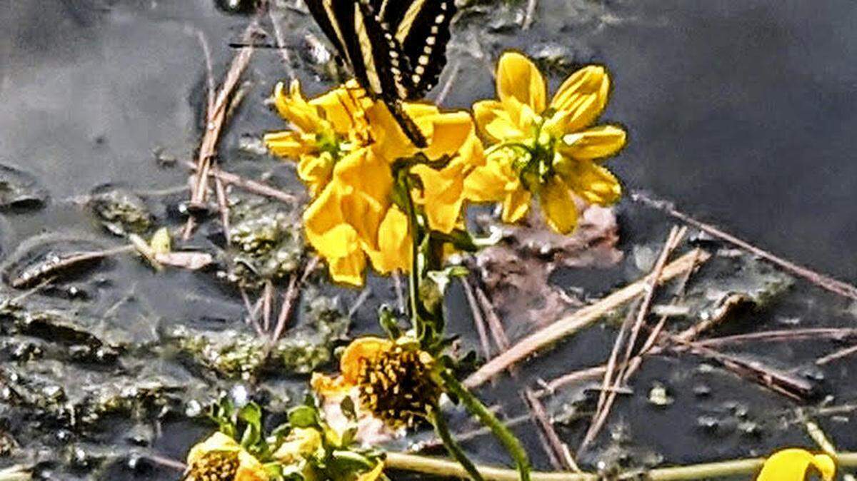 A Zebra Longwing butterfly has elongated black wings with pale yellow stripes.