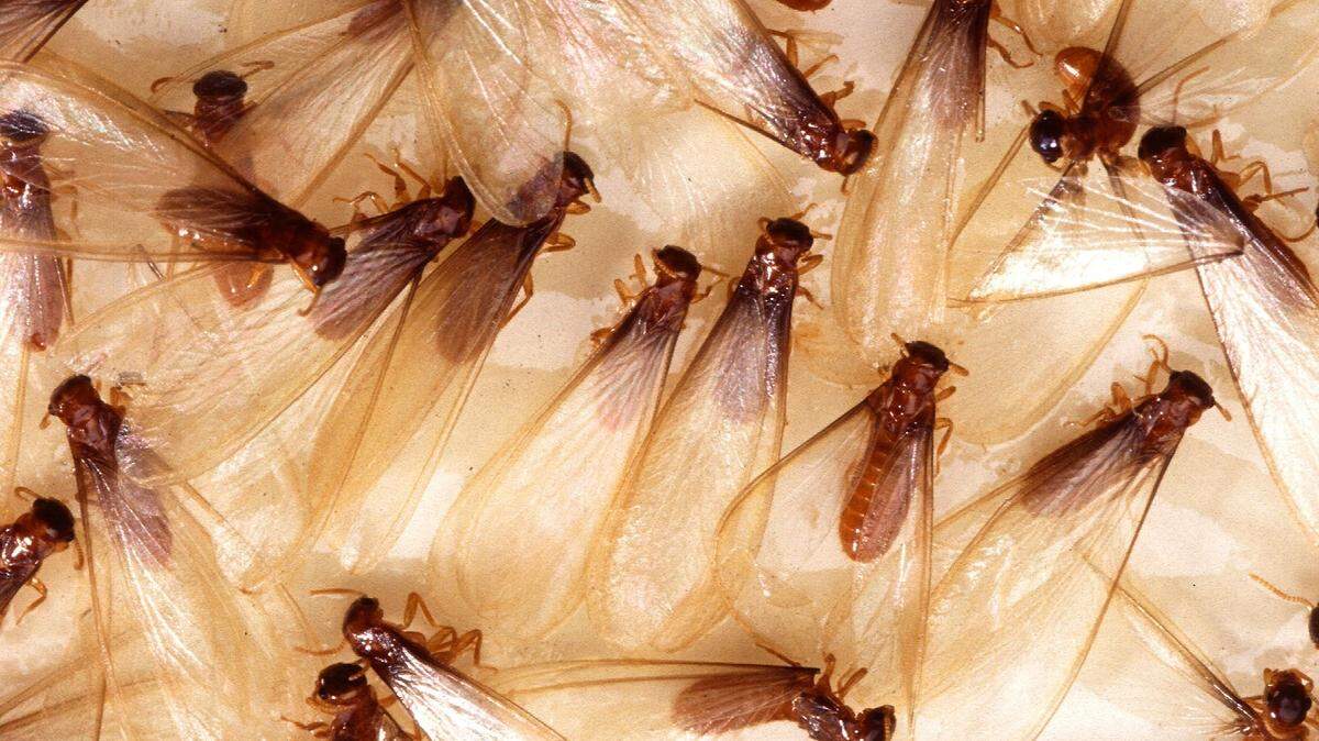 Termites like these are responsible for causing roughly $30 billion in damage to crops and man-made structures in the U.S. each year, pest control company Orkin estimates.