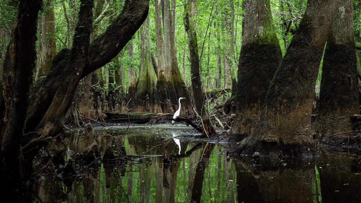 An egret pauses to eye a kayaker passing on the Edisto River, which runs through Colleton State Park near Canadys. Opponents of an energy bill before the S.C. General Assembly say the bill would harm rural communities like Canadys and harm the Edisto River, one of longest free-flowing blackwater rivers in North America.