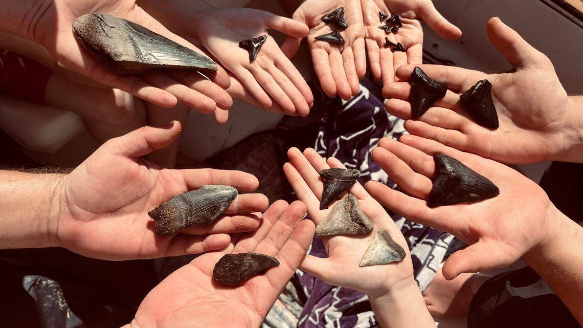 Want to find a Megalodon tooth? One Hilton Head-area man has answers on where to look