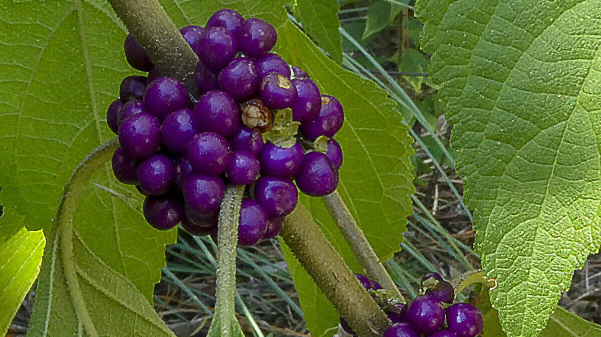 Crushing the leaves of beautyberry and applying them to the skin has long been a traditional field remedy for relief against biting insects.