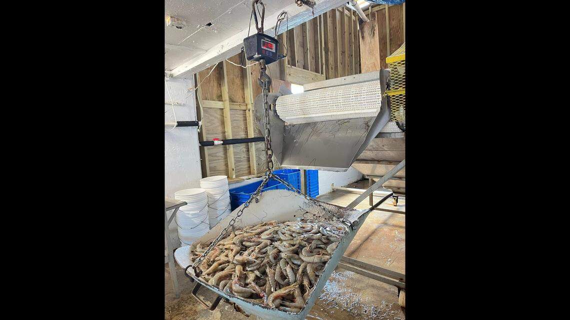 Shrimp is process at Gay Fish Co. on St. Helena Island in June.