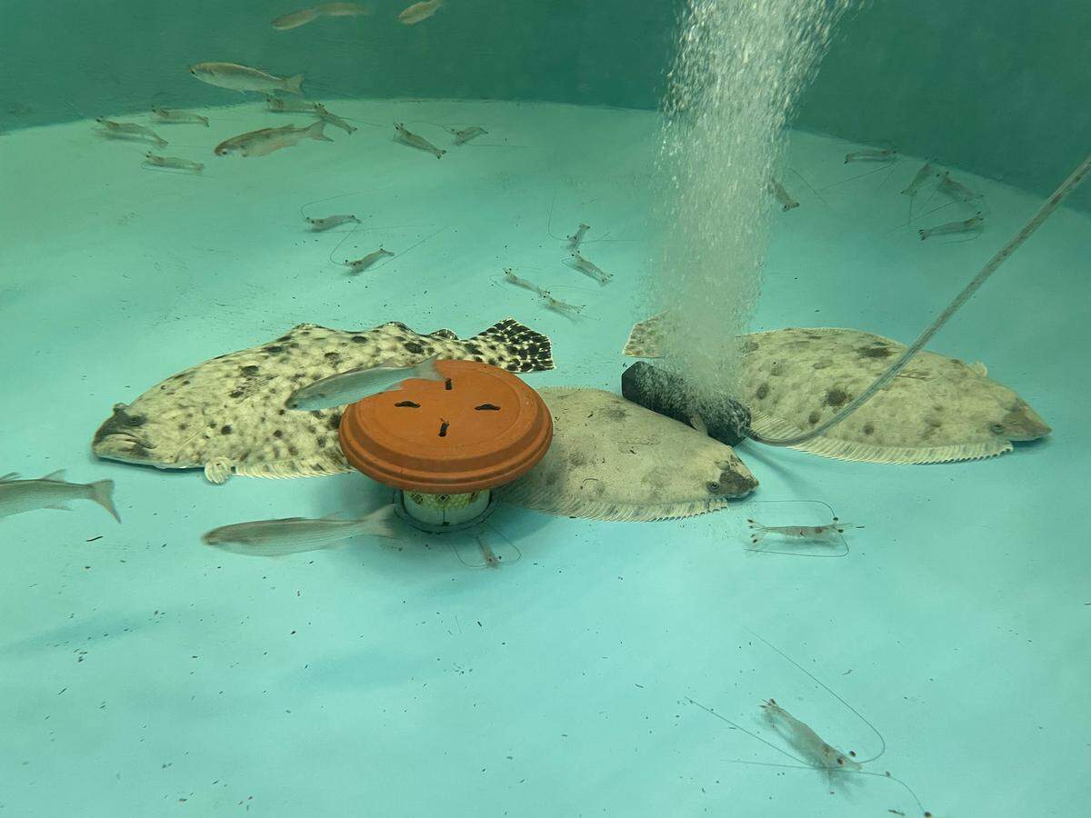 Eggs and sperm used to rear flounder at the Waddell Mariculture Center in Bluffton were taken from wild stock like these. Flounder are “left-eyed,” with two eyes on one side. They hang out near the bottom, with both eyes facing up, and ambush prey including small fish and shrimp.