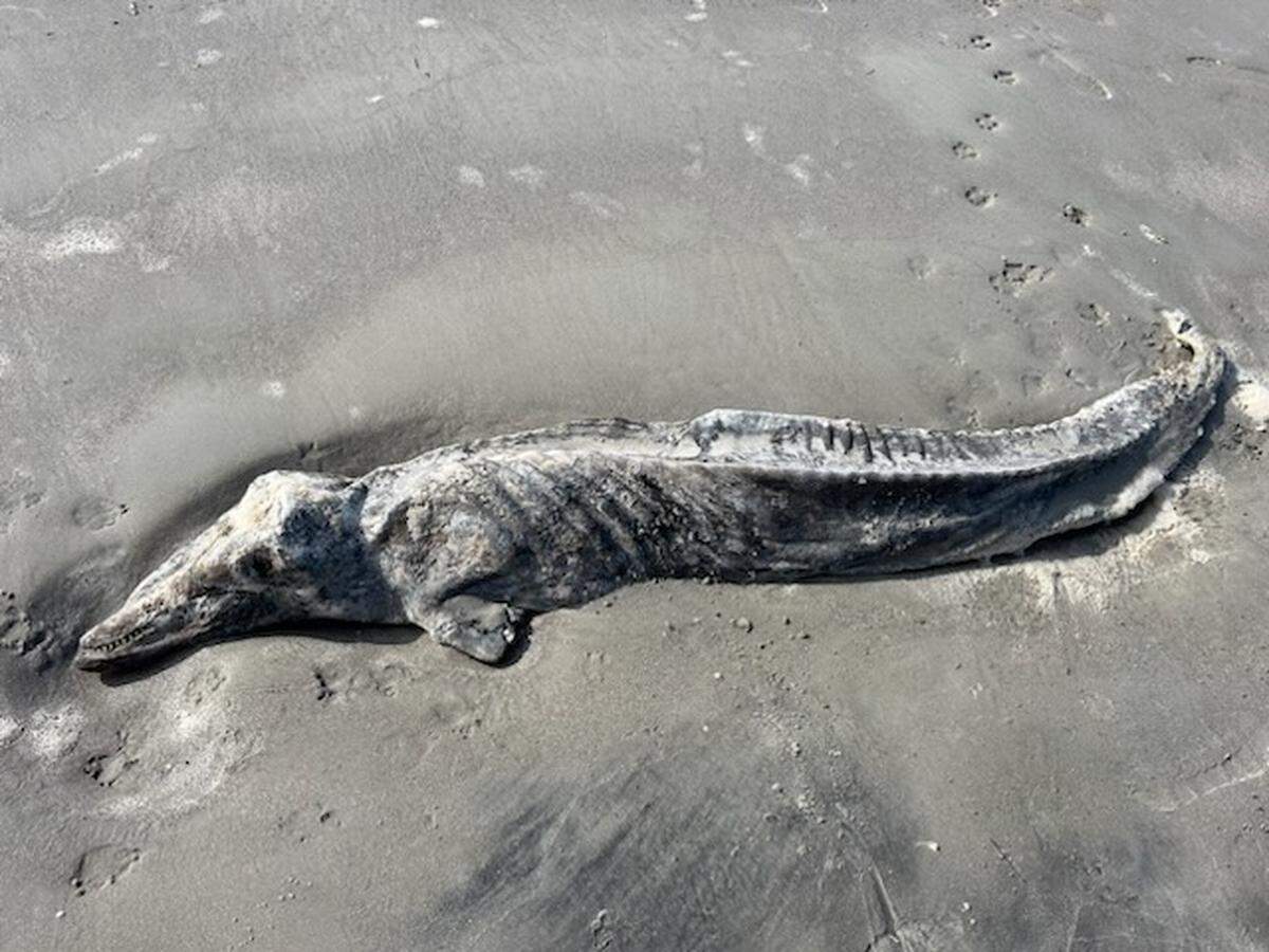 The Lowcountry Marine Mammal Network rates washed-up dolphins on a scale of one to five. One is alive and five is mummified. This dolphin is a five.