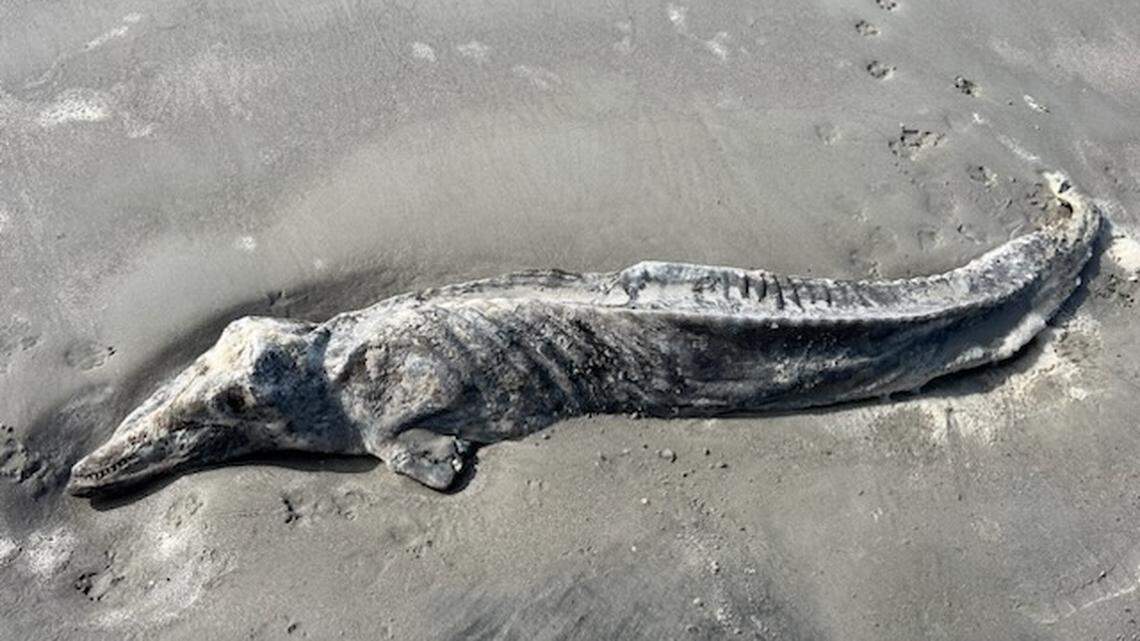 This isn’t ancient Egypt, it’s Hilton Head’s Sea Pines. Mummified dolphin found on beach