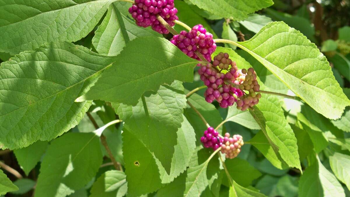 The showy fall-flowering beautyberry.