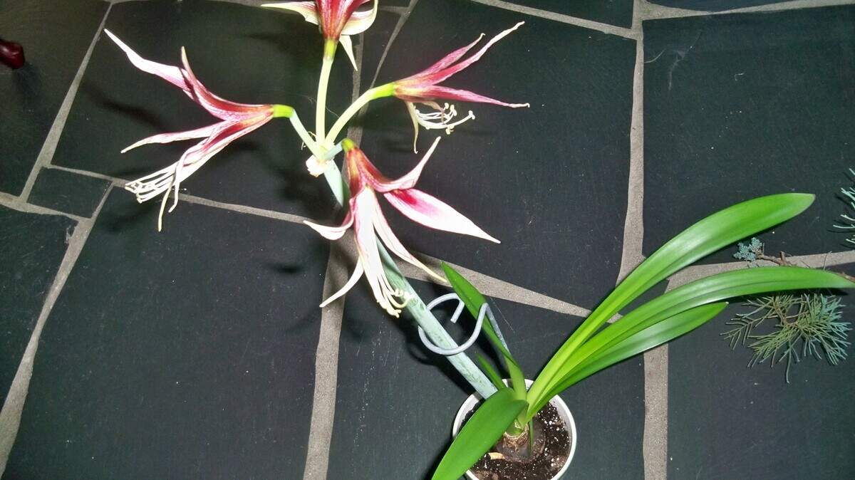 The exotic Cybister la Paz resembles an orchid plant