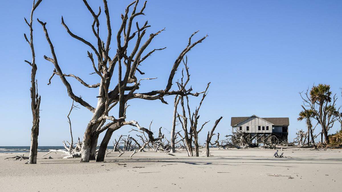 The framework of dead trees and driftwood greets visitors before they get to the abandoned Pritchards Island laboratory formerly used for coastal research and loggerhead turtle research and conservation efforts.