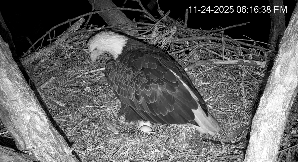 Beloved eagle Gracie laid her second egg of the season at 6:14 p.m. on Nov. 24, 2025.