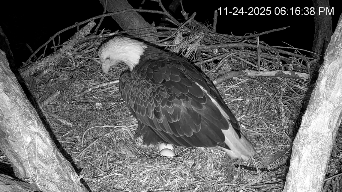 Hilton Head’s beloved bald eagles welcome second egg to the nest