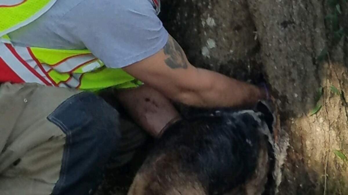 Lady’s Island-St. Helena Fire District firefighter Anthony “Pops” Roberts works to free a beagle whose head was stuck in a tree Monday on Lady’s Island. Firefighters free the dog after more than an hour of sawing and chiseling.
