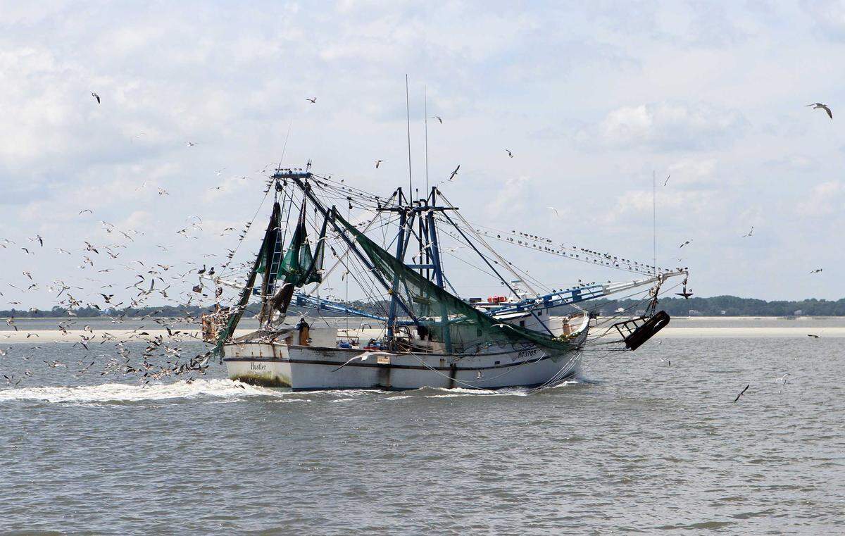Seagulls try to steal from a trawler's catch Sept. 6, 2015, near St. Helena Island.