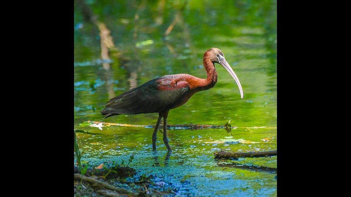 A rare sighting of a glossy ibis occurred April 20, 2024 at Cyrpess Wetlands in Port Royal. It was the first sighting of a glossy ibis at the wetlands in 10 years. Another sighting has occurred in 2025.