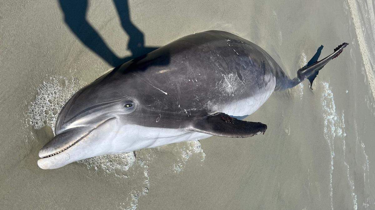 A deceased adult bottlenose dolphin washed ashore in the Sea Pines area of Hilton Head on Nov. 9, 2025.