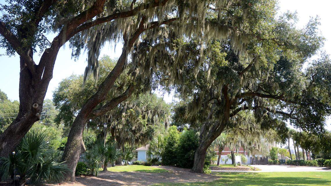 Live oak trees as seen Sept. 22, 2014, on the lot where the Starbucks is expected to be built in Beaufort just past the intersection of Ribaut Road and Boundary Street.