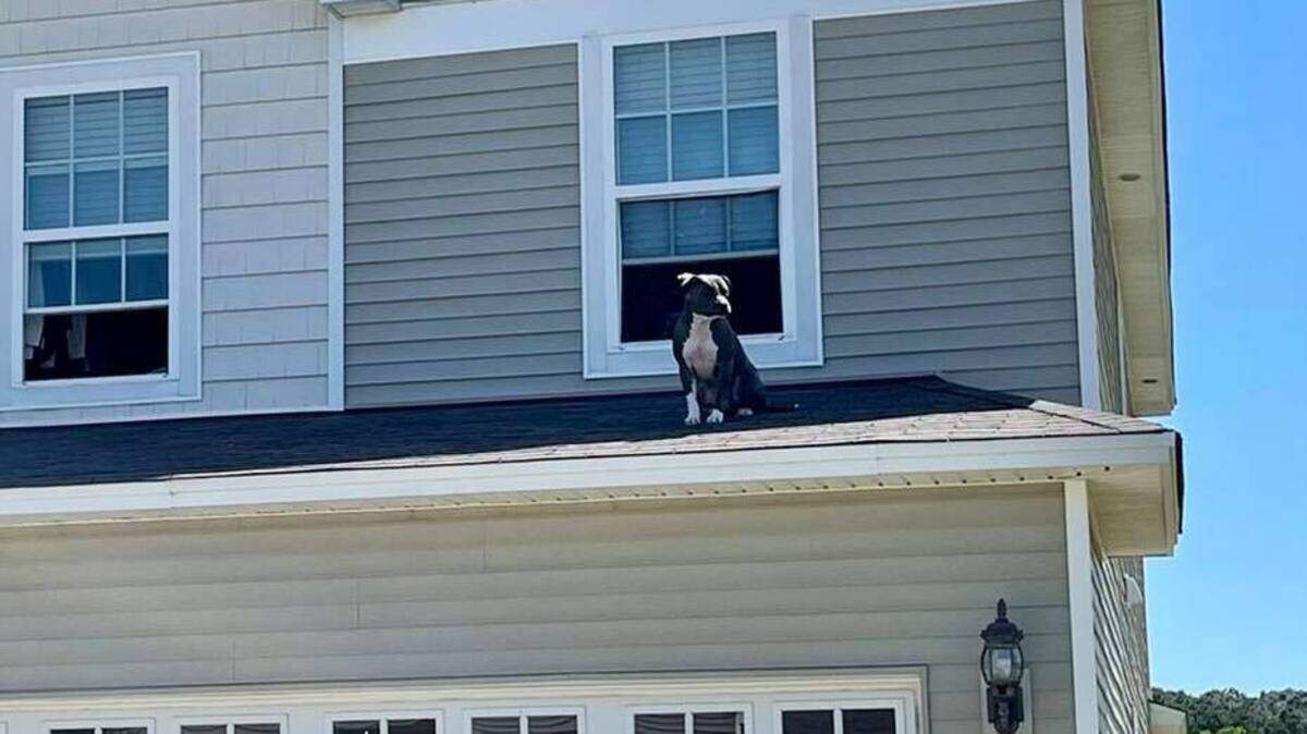 Firefighters rescued this dog from a Beaufort roof.