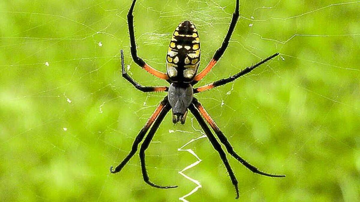 The female yellow-orb weaver can spin a web as large as two-feet across.