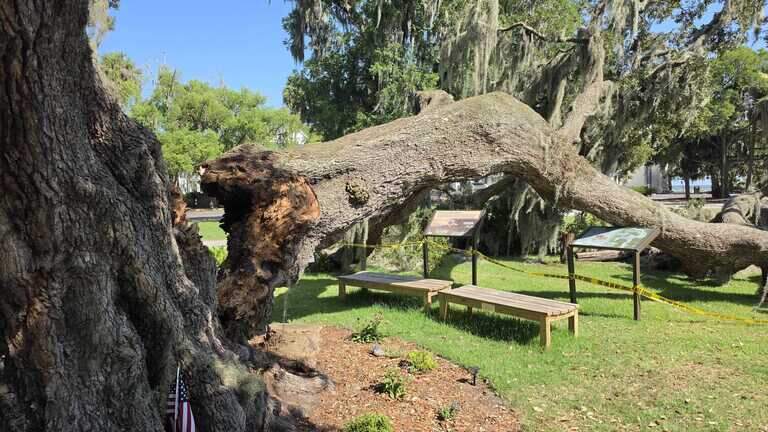 One Beaufort’s best-known trees topples. Will its other half survive?