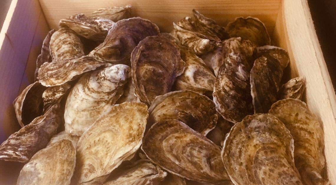 Oysters at Brother Shuckers