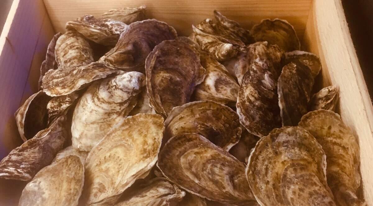 Oysters at Brother Shuckers