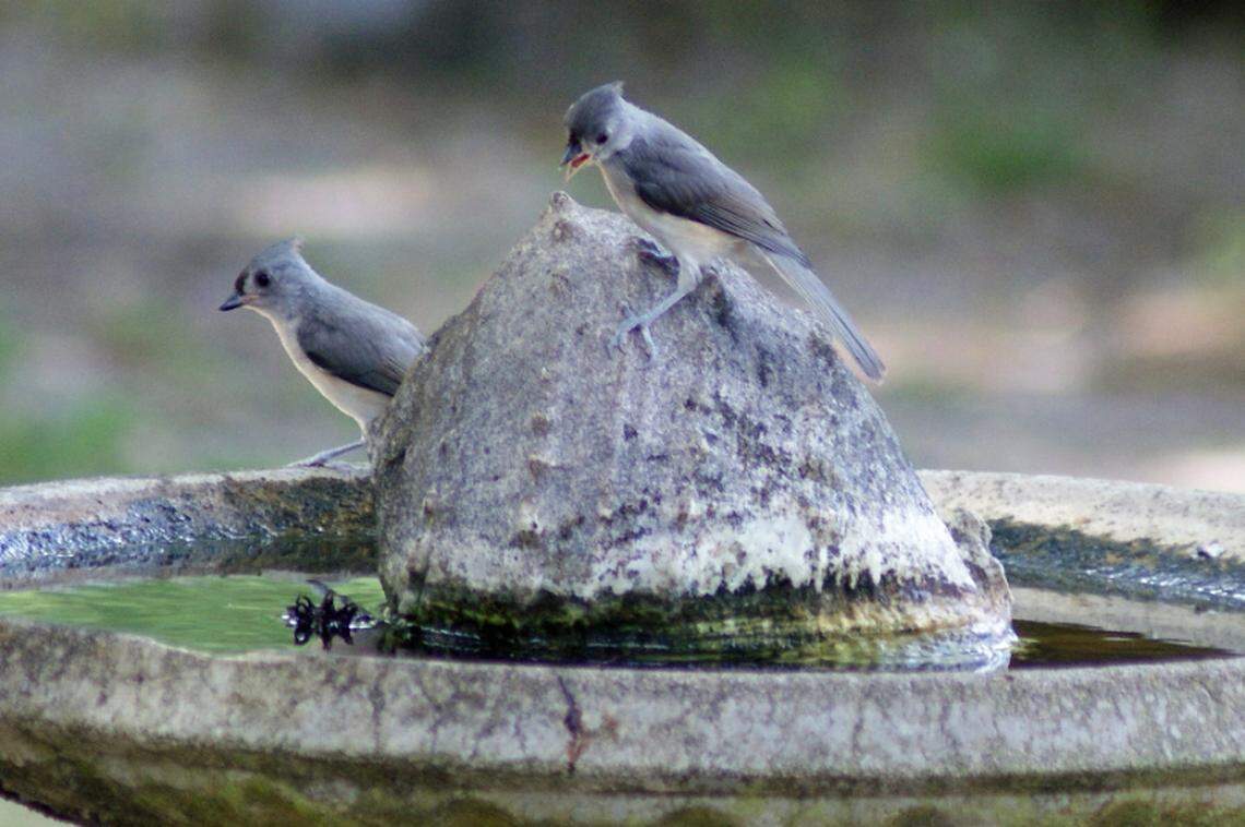 Two Tufted Titmouse visit the bird bath for a quick dunking.