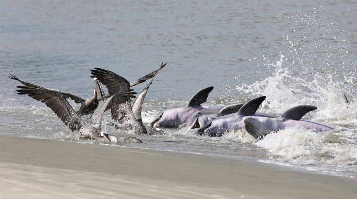 Dolphins strand feed at Captain Sams Inlet between Kiawah and Seabrook islands, just up the coast from Beaufort County. 