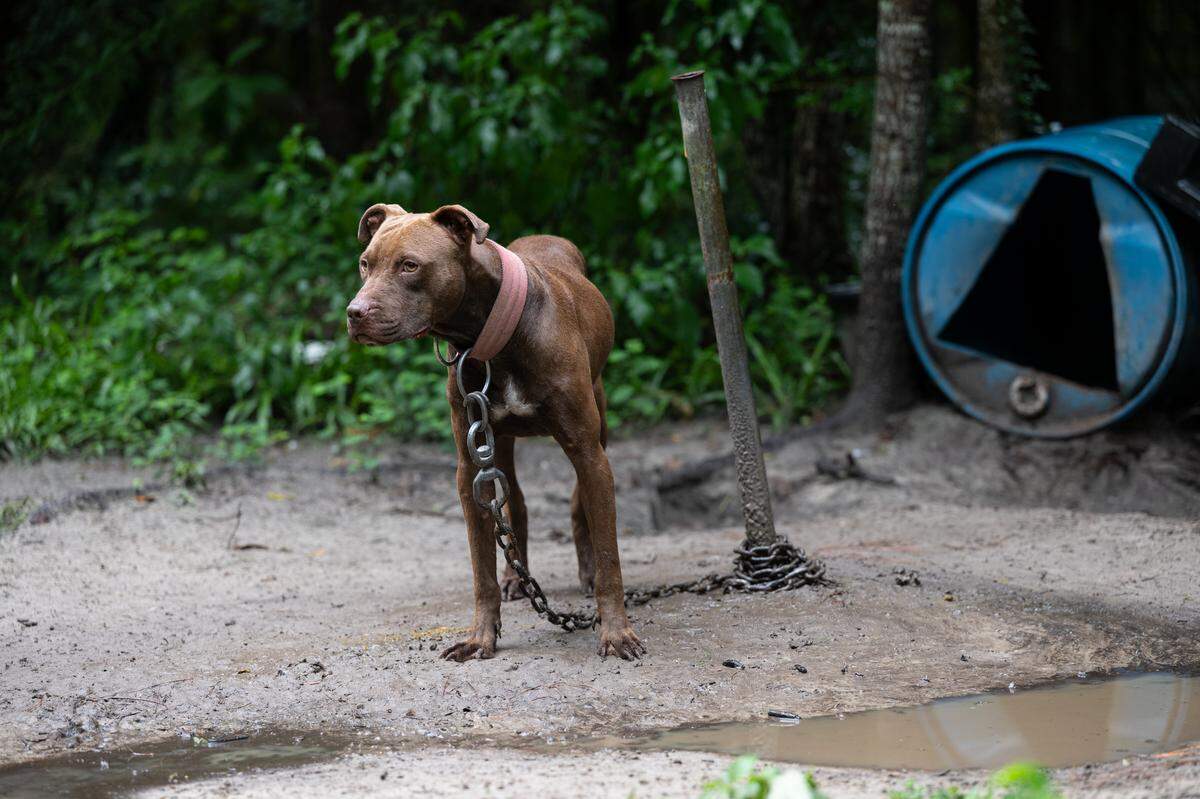 South Carolina police who are specialized in uncovering animal fighting rings brought felony charges against a 54-year-old man from Seabrook after searching his home the morning of Aug. 11, 2025, finding nine dogs chained up on his property with scarring typically seen in dogfighting operations. Officials said 10 dogs in total were rescued from the home and put into the care of an animal welfare nonprofit.