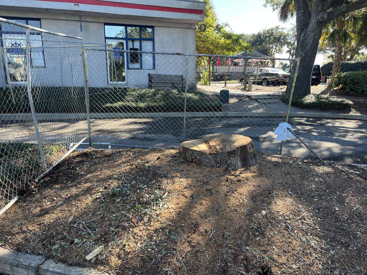 The removal of a live oak tree at the entrance to the marina parking lot and Waterfront Park has angered some residents. The city says it was removed because it was in the path of a stormwater drainage pipe that will be installed through the area.