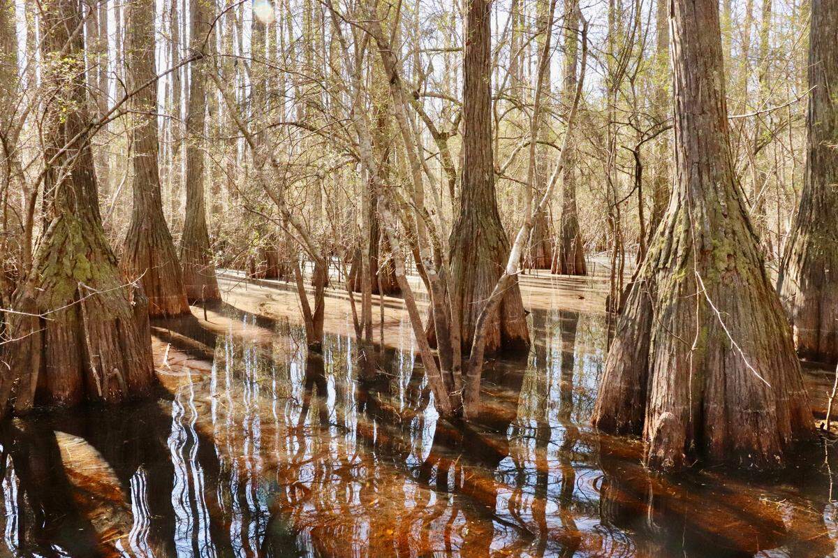 A “Carolina bay” is a shallow, oblong-shaped depression in the land that nearly always is angled northwest to southeast. Its basin provides a boggy shelter for where pond cypress or tupelo trees provide home for a variety of wildlife and even rare plants. 