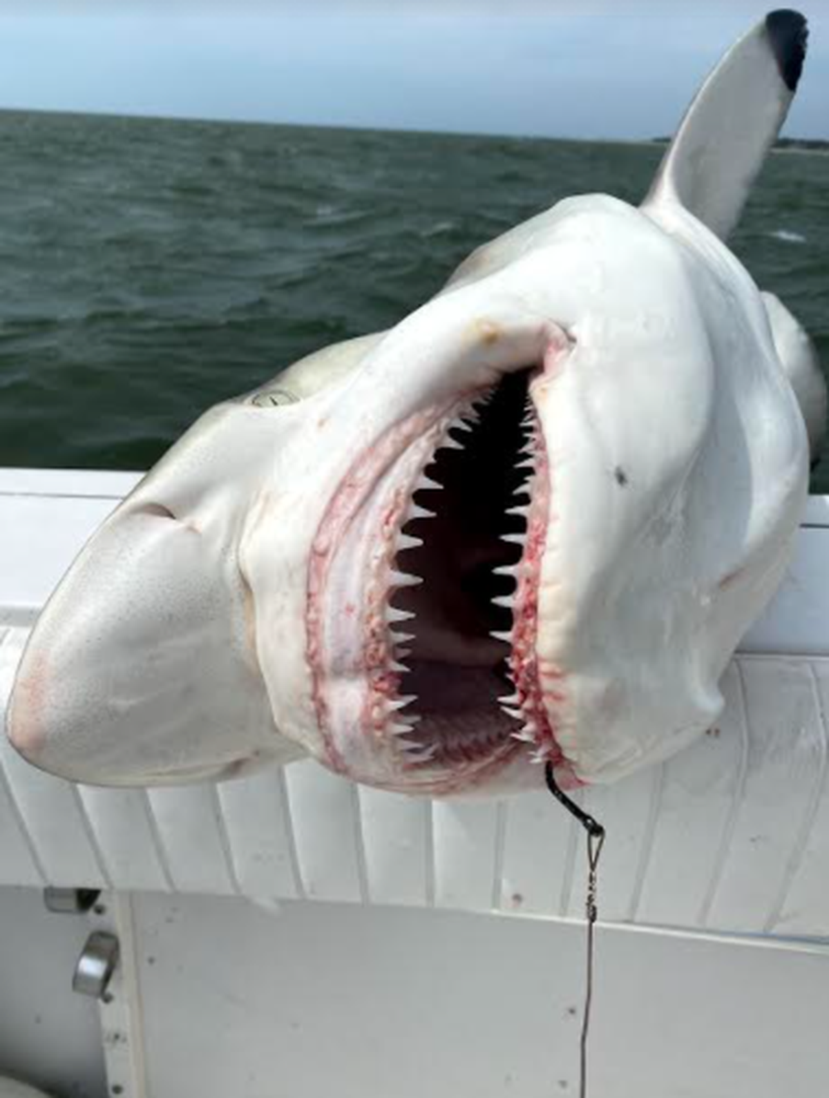 A Black Tip shark is balanced on the side of local shark expert Chip Michalove’s boat before its release in August 2021 off Hilton Head Island, South Carolina.