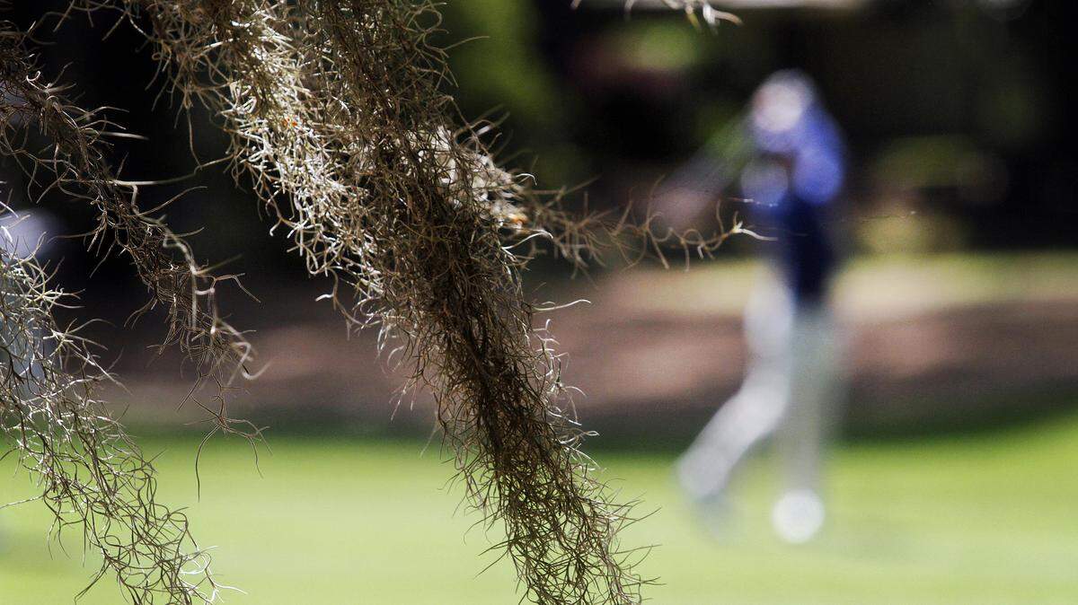Spanish Moss is seen with a golfer in the background on the 11th hole during the first round of the RBC Heritage Presented by Boeing on Thursday at Harbour Town Golf Links in Sea Pines on Hilton Head Island S.C. After a windy opening round, rain is expected to hit Harbour Town on Friday.
