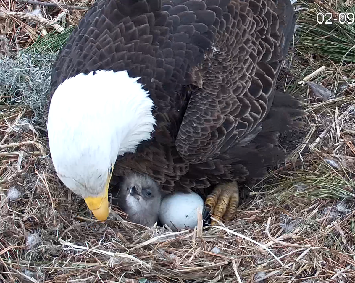 The first eaglet of the 2025 season hatched on Saturday evening