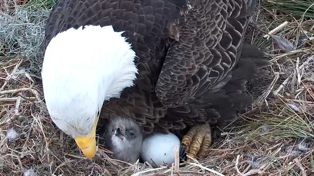 The first eaglet of the 2025 season hatched on Saturday evening