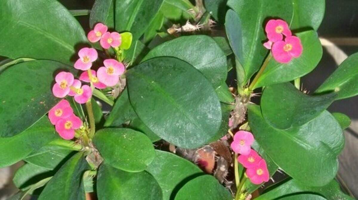 The hardy crown of thorns blooms all year with crimson or pink flowers. 