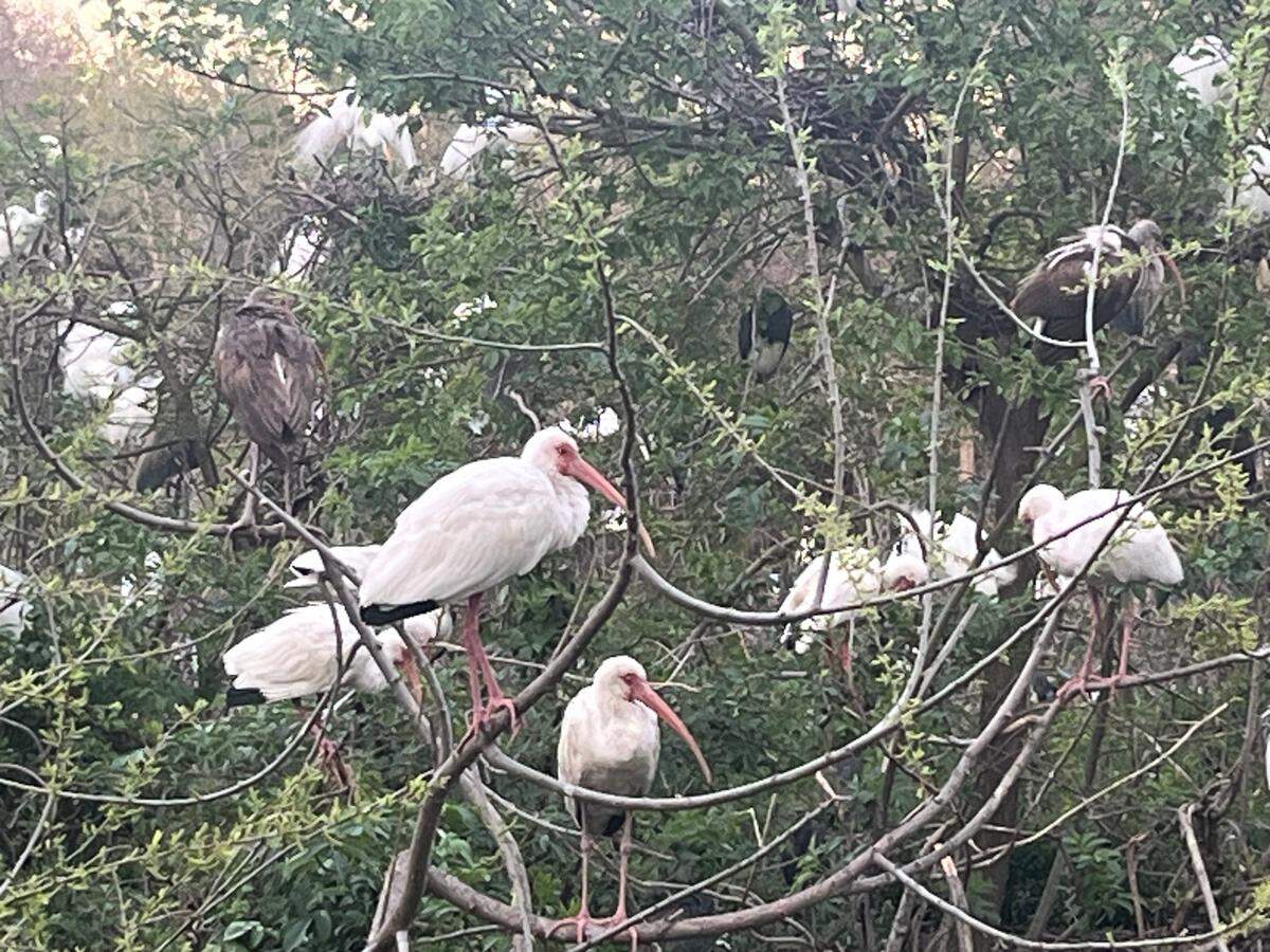 White ibis are among the hundreds of birds gathering at Cypress wetlands for spring nesting.