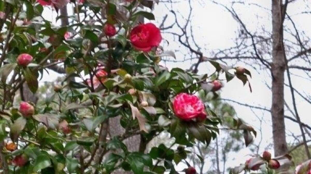 The odd winter of 2015 produced flowers on this 35-year-old camellia tree, both pink and white stripped and solid red.