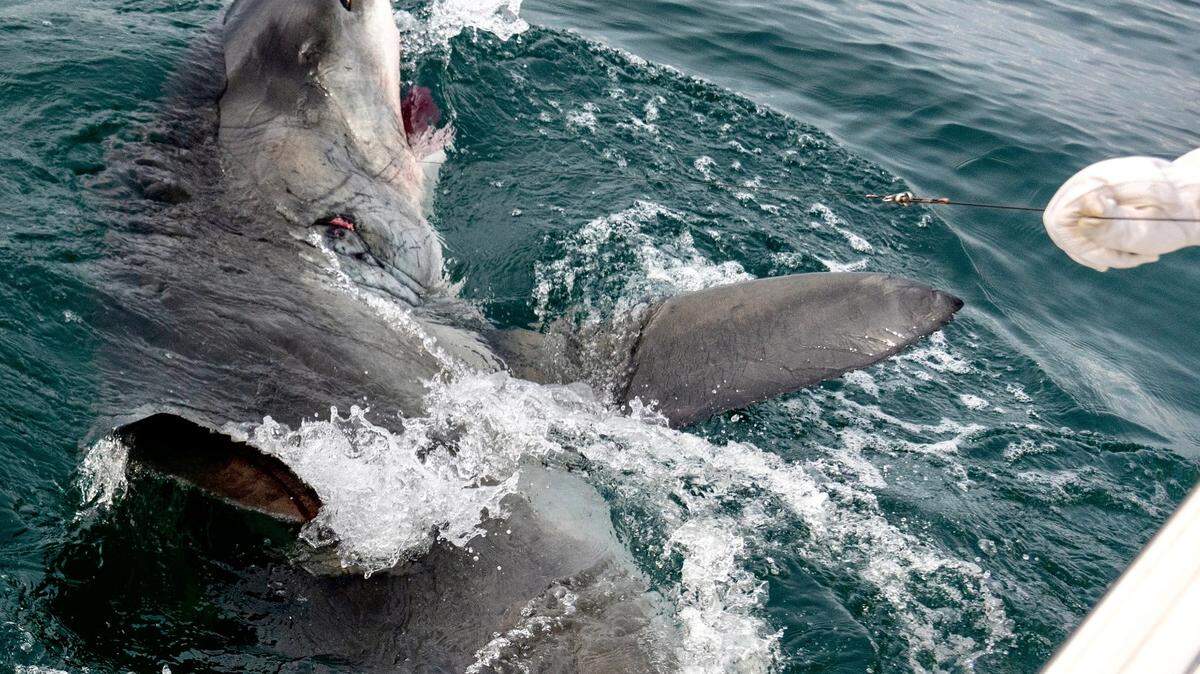 The behemoth white shark was the first of the season that Hilton Head Charter Captain Chip Michalove tagged and released on Friday, Dec. 8, 2023. She weighed between 2,600 and 2,800 pounds, was about 14 feet long and her journey can be tracked on the Sharktivity app.